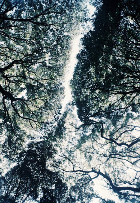 A view looking upward through the canopy of tall trees with dense foliage, showing a mixture of dark green leaves and bare branches against a bright, partly cloudy sky. The trees are situated on either side, with their branches extending towards each other, creating a natural tunnel effect. The variation in leaf density and bark texture is visible, with some branches appearing twisted or gnarled. Light filters through the leaves, illuminating patches of the sky and highlighting the intricate network of branches. In the context of waste removal, this image may represent a natural environment where rubbish collection might be part of maintaining park or green space cleanliness. The scene is tranquil, with no visible litter or human activity, emphasizing the importance of preserving such natural areas through responsible waste management. The overall atmosphere is calm and peaceful, highlighting nature's beauty and the need for environmentally conscious rubbish disposal practices as provided by services like Waste Disposal Ilford.